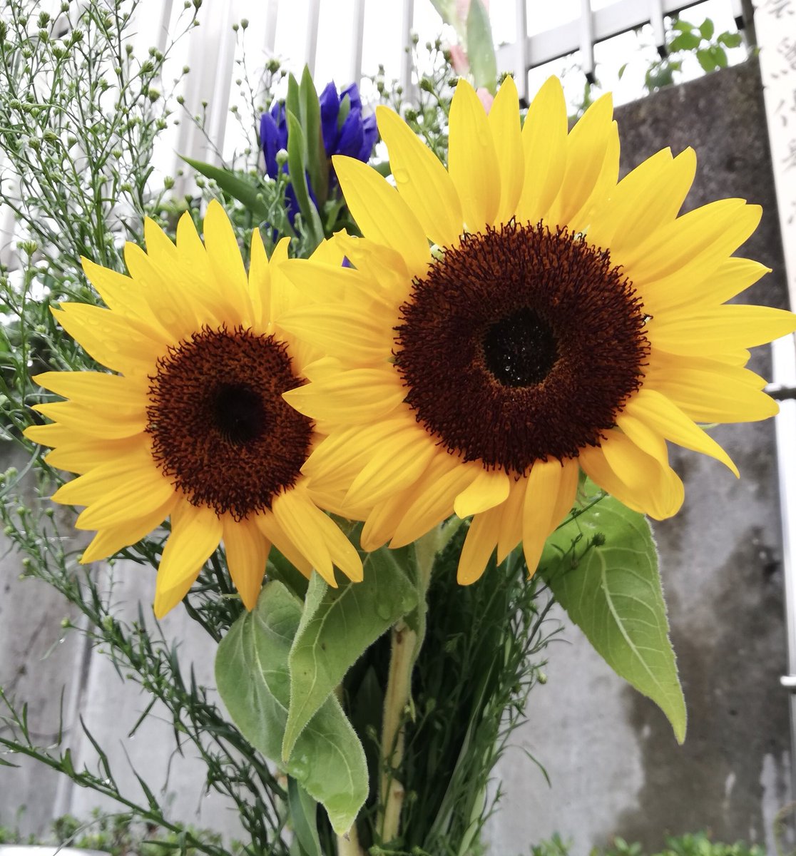 chee0401's tweet photo. この時期は向日葵を🌻 https://t.co/ELyfM4SDh7