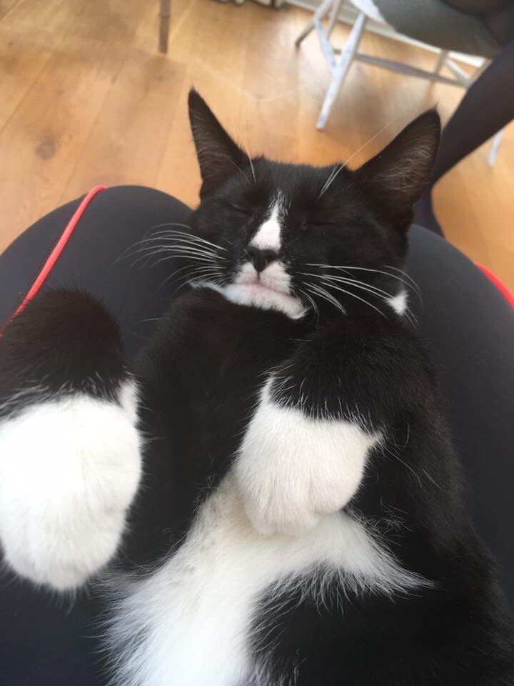 bevsteensma's tweet photo. I wish I was my cat!! #Elvisrules #chillingonasunday https://t.co/8IgB2bbnv6