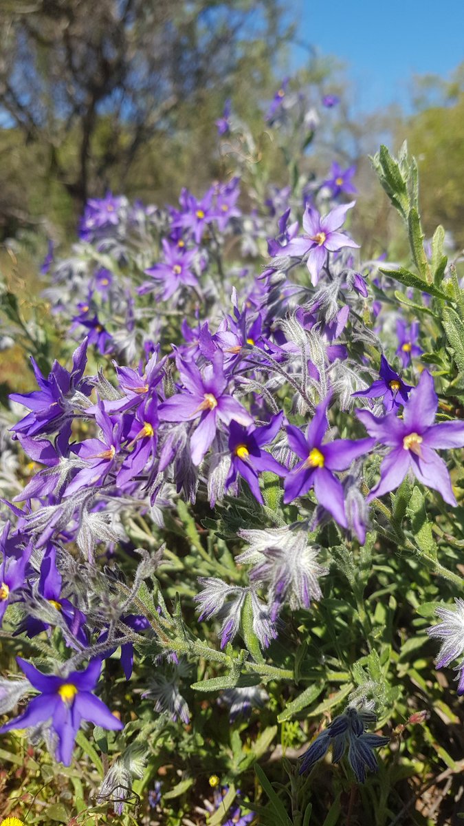 WA_Botanist's tweet photo. @NACC_NRM @J_Stingemore @nrmwa @bianca_mcneair @AusLandcare @kat143_au @CorinDesmond @Wheatbeltnrm @leigh_whisson @WAParksWildlife I'm up to five ticks and counting! Thanks to @NACC_NRM for a great weekend at the #BioBlitz ast #Gunnado https://t.co/tecOzRZ9tP