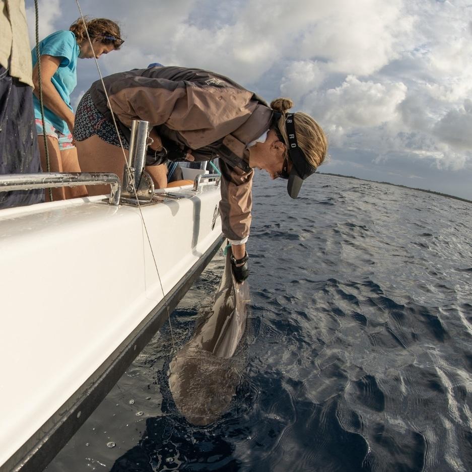 Mark_Zie's tweet photo. Over last few weeks Ive had the privilege of photographing a shark tagging project aimed at setting up marine protected areas in the most diverse &amp; healthy marine ecosystems in EastAftica. Follow @OceansWB &amp; @oceanswithoutborders on Instagram for more on this important initiative https://t.co/xIjm9H5cr5
