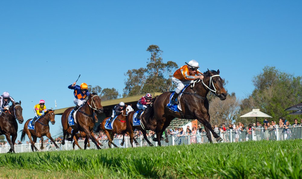 thebrookracing's tweet photo. MAJESTIC PEDRILLE won today's feature @godolphin Ladies Day Cup F &amp; M B66 Hcp 1280m @SchmetzerRacing Dble for #MitchellBell RT 1:16.47 Margins 2L x Neck https://t.co/3ndSYFjUqz