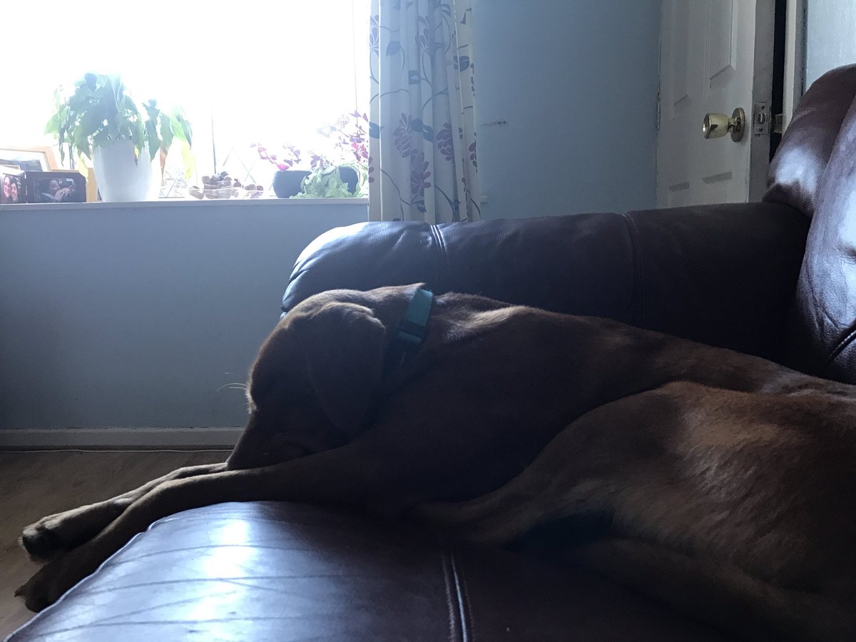 bowiewonderdog's tweet photo. I love lazy Sunday mornings. https://t.co/JwCeNr1nU1