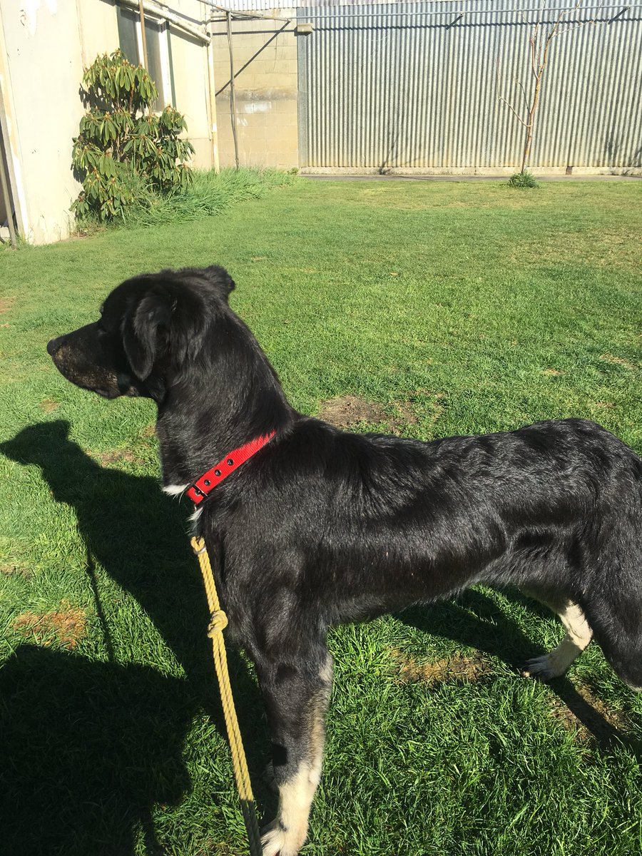 PollyPuss11's tweet image. Found this darling in a ditch, shivering &amp;amp; starving 💔😢 guess who now has yet another rescued dog? ❤️ #Millie #LoveDogs #HumansSuck