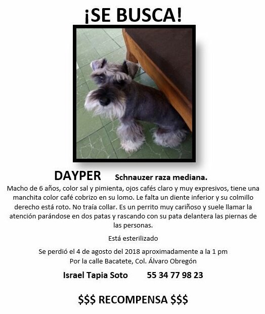 lawera33's tweet photo. RT
🆘💙 #Extraviado #DAYPER #Schnauzer #SalYPimienta #Perdido #Bacatete #AlvaroObregon #CDMX #LaWera33 @DominicSan21 #PerrosPerdidosMx #PerrosPerdidos #PerrosEncontrados #FelizDomingo #DomingoDe
@perrososmx @UribeMerle #Viral @MascotasSismo #Domingo #9Sep #Ayuda #DomingoFamiliar https://t.co/cqJ56l0F1S