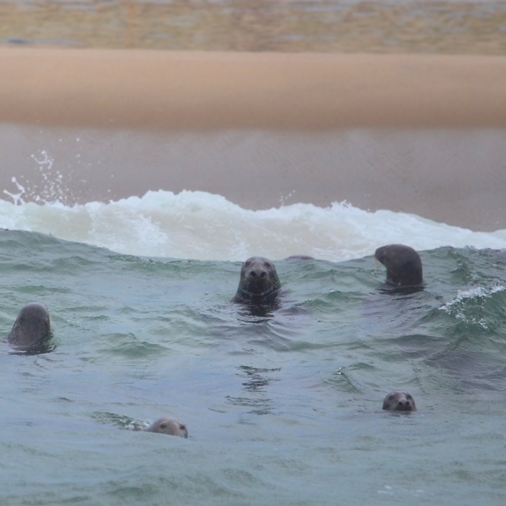 In 8 feet of water with the help of spotter pilot Wayne Davis, we observed several 10ft Great White Sharks patrolling the coastline between us and these Grey Seals keeping closely (safely) to the shallows. @a_whiteshark #greyseals #sharks #greatwhitesharks #sharkresearch