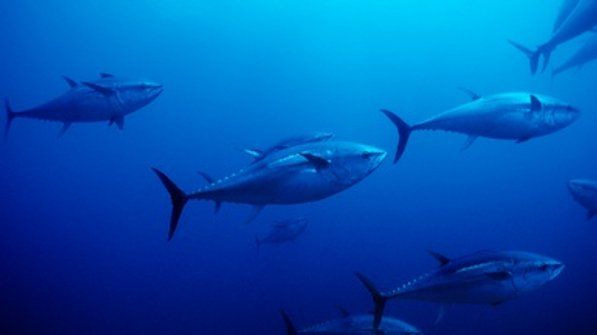 BiminiSharkGirl's tweet image. U.N. Makes a Bold Move to Protect Marine Life on the High Seas buff.ly/2M7Ssav via @sciam