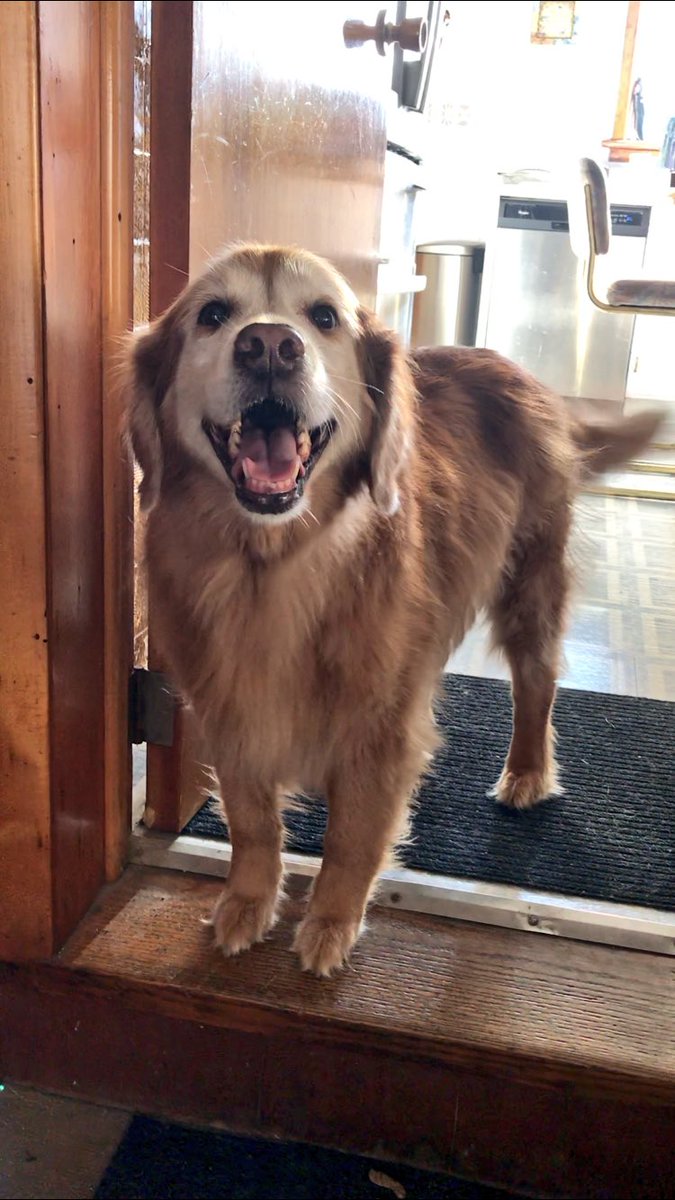 redwolfrita's tweet photo. With all this pup painting, I really miss my girl. I just have to see if I have enough time today so I can go visit her today at the ‘rents house. 

I need to paint her VERY soon. https://t.co/TZFisvQNvD