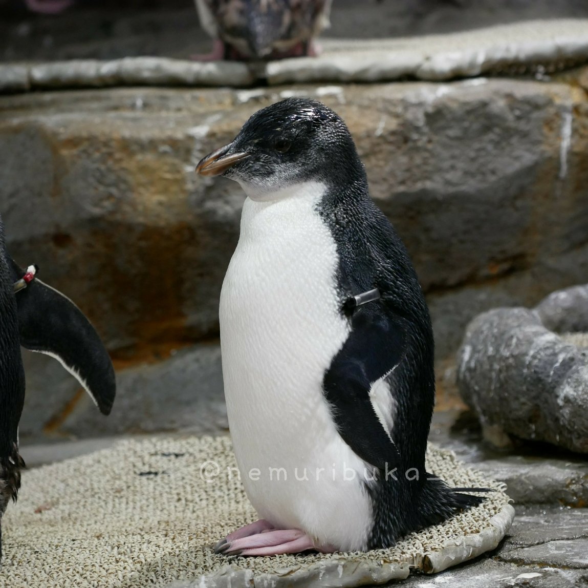 ネムリブカ イワトビヒナちゃん 9 3 ちっちゃーい 眉毛はまだまだ成長途中の亜成鳥さんです 海遊館 ペンギン イワトビペンギン ミナミイワトビペンギン
