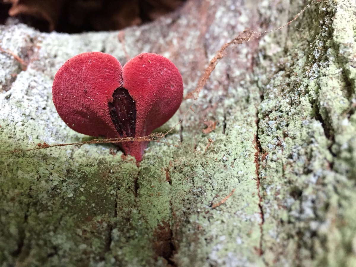 FungifinderUk's tweet photo. Oak trees have hearts too https://t.co/SRkcL8rVRi