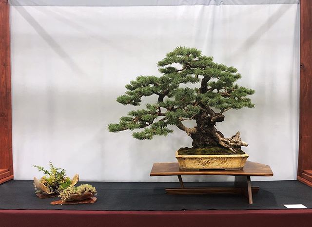 50showsat50's tweet photo. My Colorado Spruce at the 6th National Bonsai Exhinition in Rochester, NY. The tree looked happy to be there. #spruce #coloradospruce #picea #AmericanBonsai #Bonsai #tree #bonsaitree #ancient #bonsaishinseiny #shinseistyle #dwarftree #treeinapot https://t.co/JjQFGNjJGR https://t.co/vE90Pe8zQo