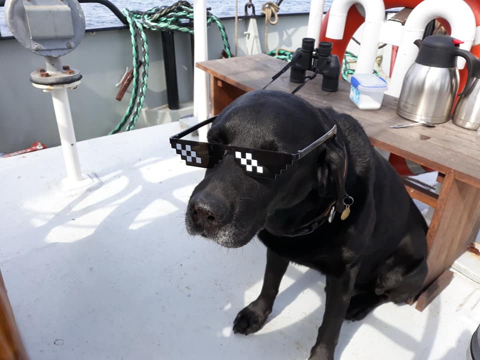 SailMoonfleet's tweet photo. @SailMoonfleet #moonfleetsailing #moonfleetsailingdogs #captainscrum @dogs @Dogsoftwiter @DogsofInstagram @DogsOfTwit #tallship #dogs #dogsofinstagram #DogsofTwittter #dogscomefreesailing #daysout #tallship #sailing #durdledoor #Dorset @Weymouth_Beach #Portland #Devon #Somerset https://t.co/3Q9QKChBcQ