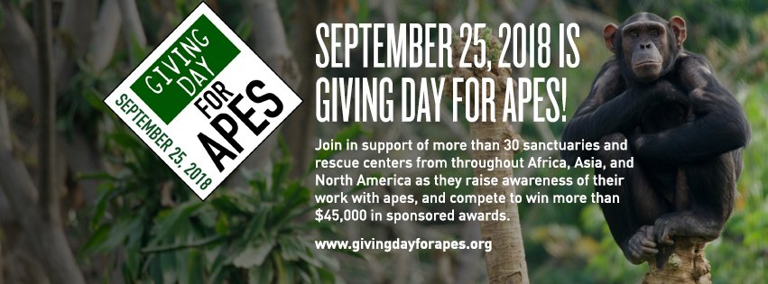 ArcusApes's tweet photo. Giving Day for Apes is Sept. 25! Learn about supporting care for our planet's apes, including gibbons, orangutans, chimpanzees, gorillas, and bonobos: https://t.co/ARw1HzppVO . #SupportApes https://t.co/NeXNTFdEn0