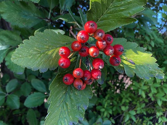 marlenebergman's tweet photo. A beautiful sunny Sunday morning. This is the tree that gave the city I live in its name: Oxel (Swedish whitebeam) isn’t it gorgeous with its red berries? #sunday #september9 #summer #autumn #oxls #oxelösund #sweden #cityname #oxel #swedishwhitebeam #berries #red #swedishwhi… https://t.co/dPhockBamJ
