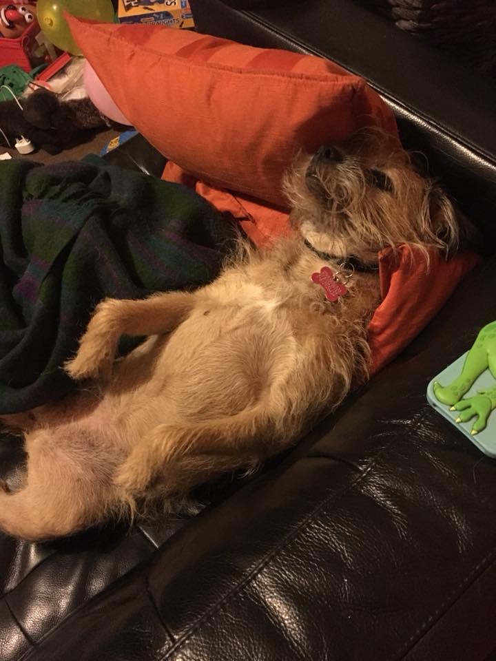 stuart_garnham's tweet photo. It's a dog's life for my lazy hound Sally! https://t.co/WuH5wlYvrh