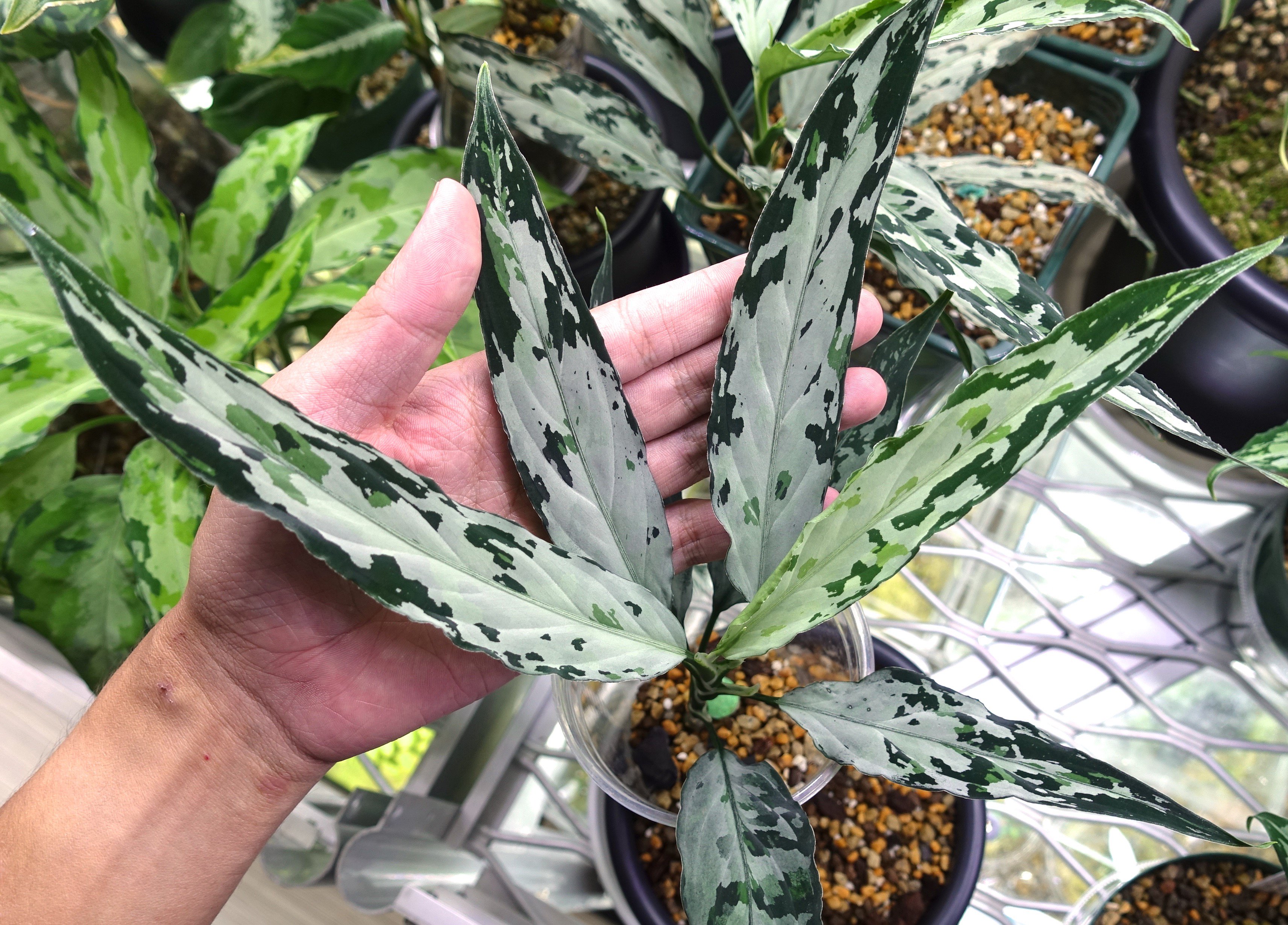LA 便Aglaonema pictum天照（La0318-03R）の交配株 LA_熱帯草屋 on X: 