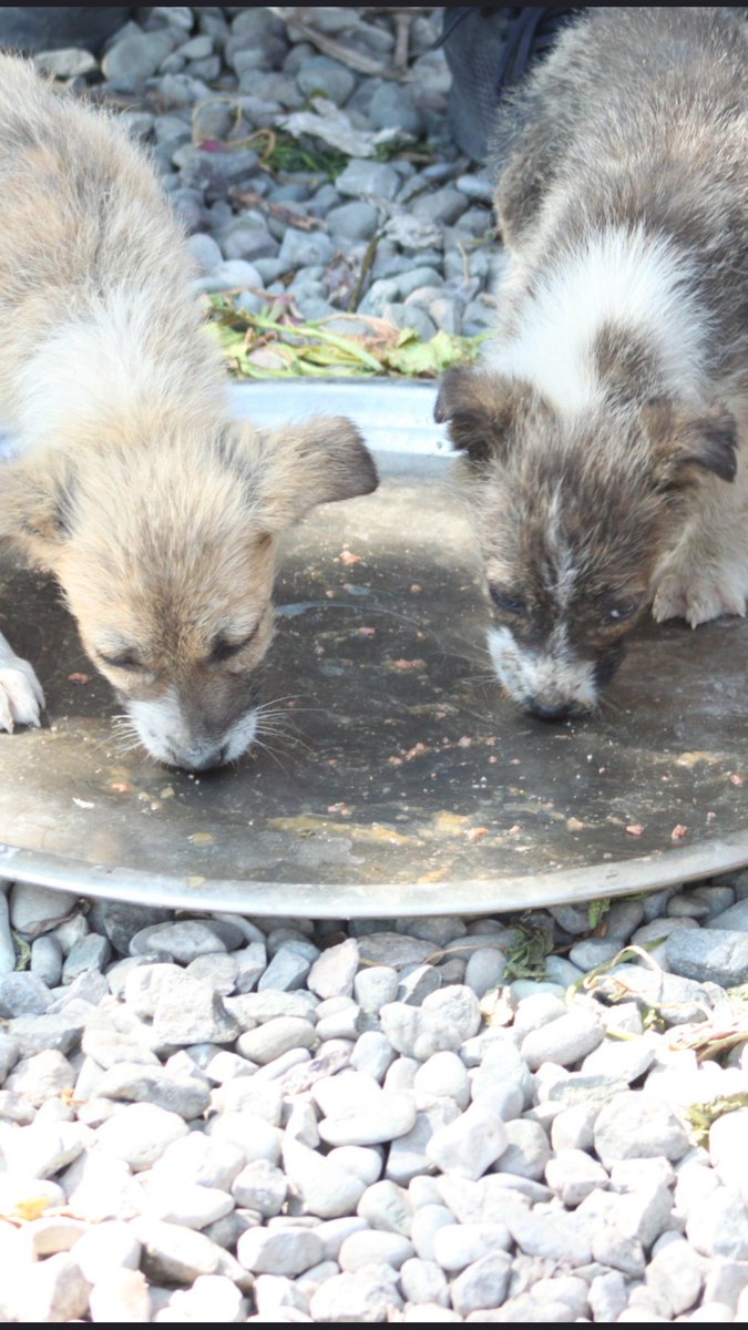 1. 

HERKESİN DİKKATİNE!

Bizim de desteğimizle haftada sadece bir gün beslenebilen, içecek suyu, yiyecek yemeği olmayan, 4 haftada sadece bir kez gidilebilen "Çorum Bayat Çöplük Canları" için elimizi bir kere daha taşın altına sokuyoruz.

Lütfen paylaşın, paylaştırın.