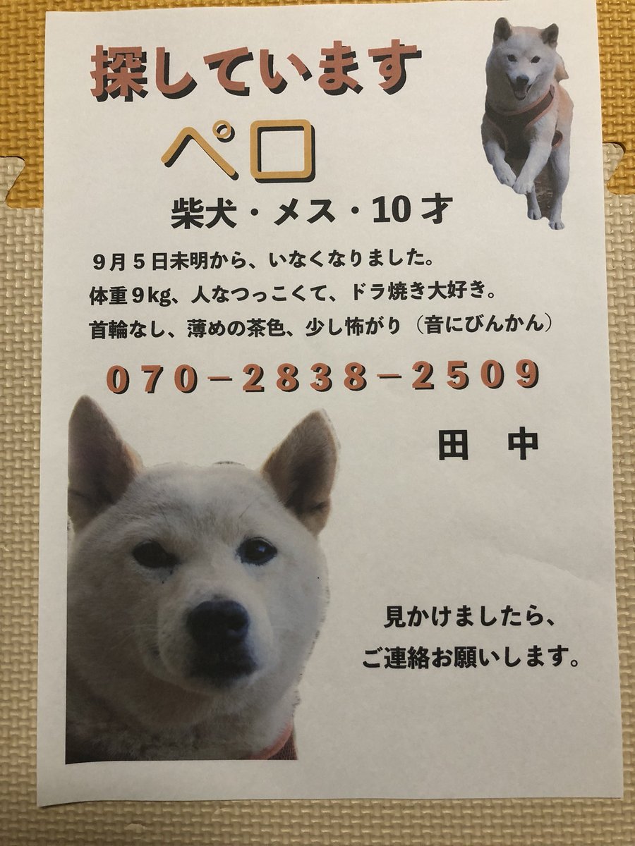 せいうち 鎌倉市大船の常楽寺付近のおうちから 雷の音にパニックになり脱走してしまったようです 柴にしては白っぽいので老犬に見えるかもしれません おとなしく人懐っこいとても良い子です こちらも非常にショックを受けてます シェアお願いします