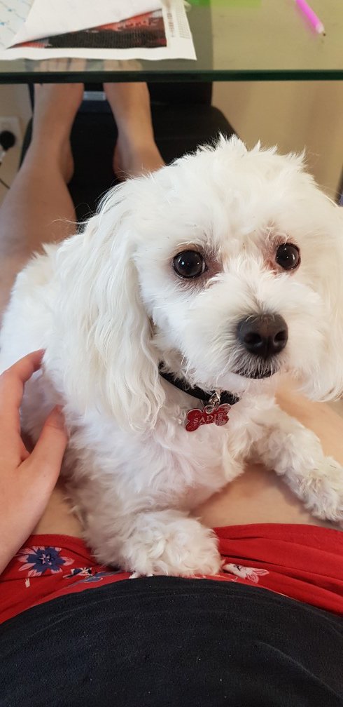 JoeyTheNinja's tweet photo. Puppy dog eyes https://t.co/OEj7CNKvPL