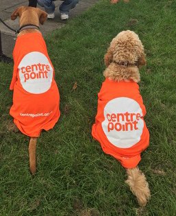 The #GreatNorthRun has started Good luck to #TeamCentrepoint ! Our furry supporters Chutney and Teddy are ready to cheer our runners on! 🏅