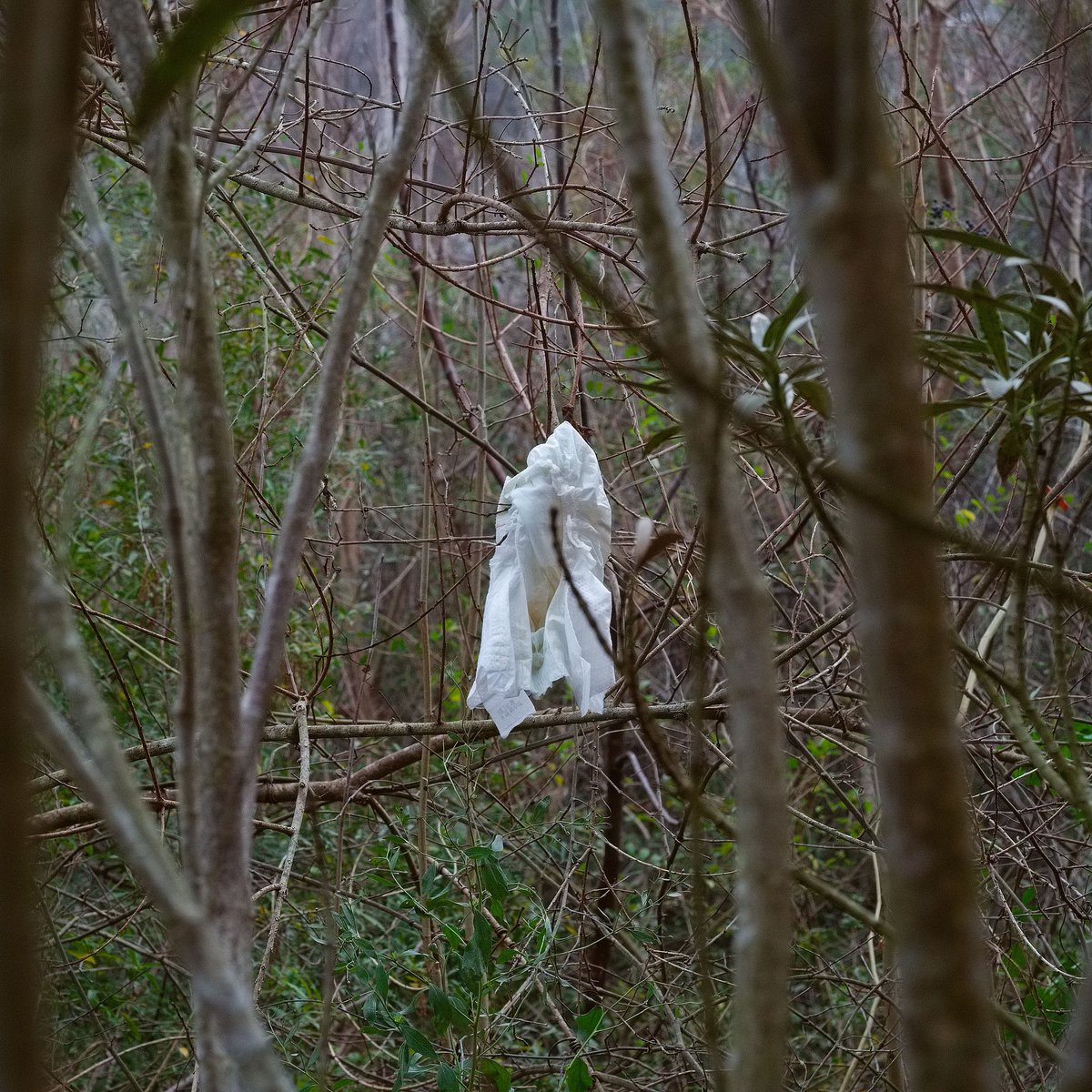 gilli_was_here's tweet photo. Nappy in a tree, behind a hotel in Illinois. https://t.co/EhstSzl2r3