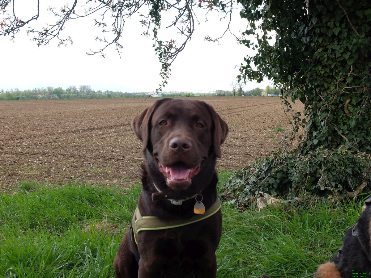 Berti_and_Ernie's tweet photo. A #happy #dog is on of creations highlights! #dogsarejoy https://t.co/U92QvlAUfN