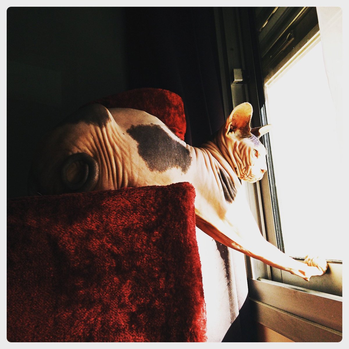 la_gozer's tweet photo. #sphynxcat #sphynxcatofinstagram #nakedcatofinstagram #nakedcat #hairlesscatofinstagram #hairlesscat #gozerlagozerienne #gozer #shinykitty https://t.co/wBeyMfjlx9