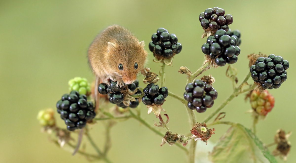 My last harvest mice photos seemed quite popular! So here are a few more... #harvestmice #sweet #nature - taken in a photography session, not in the wild ...