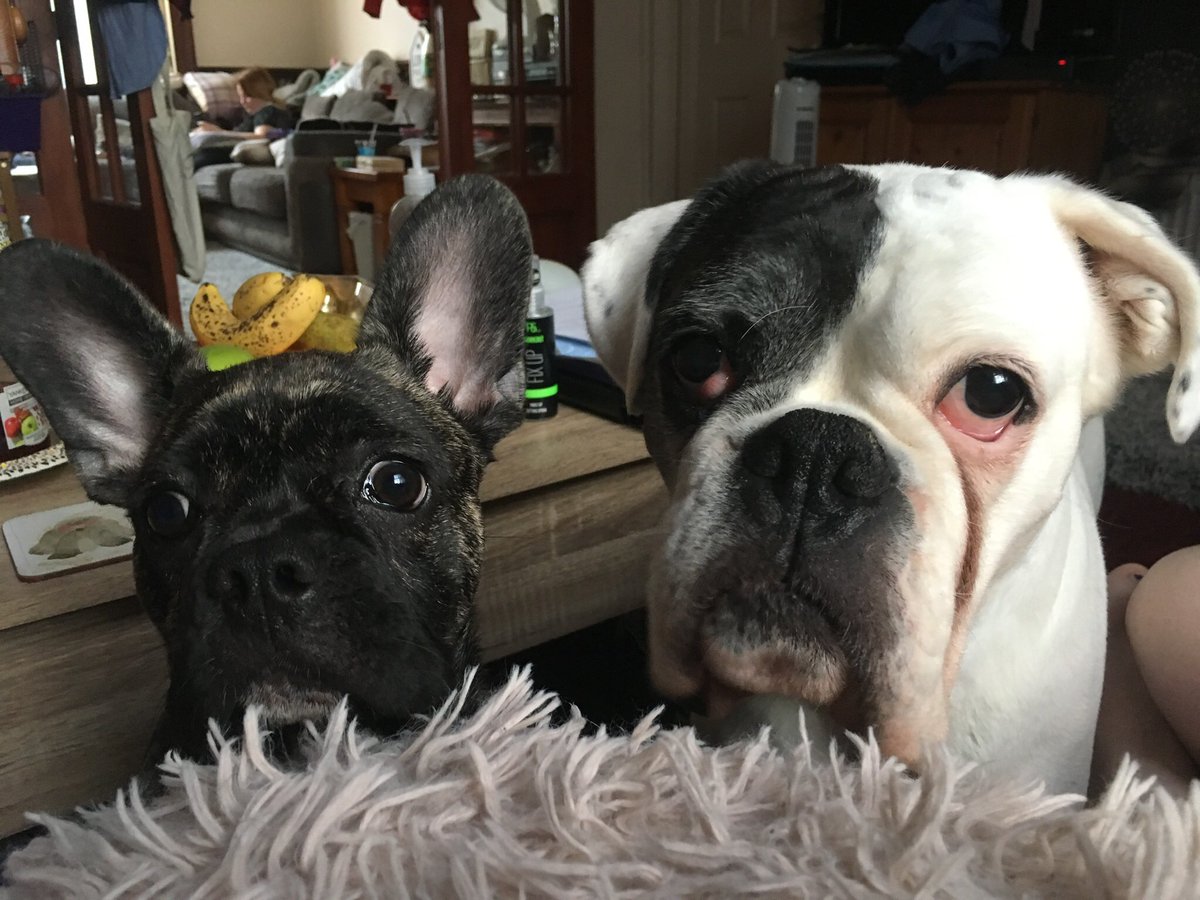 daviniaphillips's tweet photo. Just love these two pooches.little &amp; large Archie &amp; Sadie.❤️ #frenchbulldoglover #boxerdoglover #cuteness https://t.co/2GbFMVYyQw