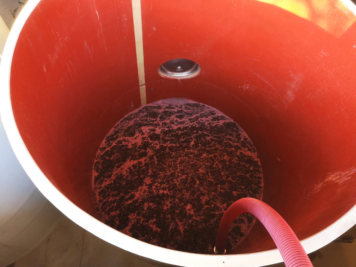 Les premières #syrah ont été récoltées, une belle qualité et une maturité optimale pour assurer les assemblages de nos cuvées haut de gamme ✨. Réception en gravitaire pour un meilleur respect de la vendange 👌
#vendanges2018  #masfarchat #languedocwine  #vin #millesime2018