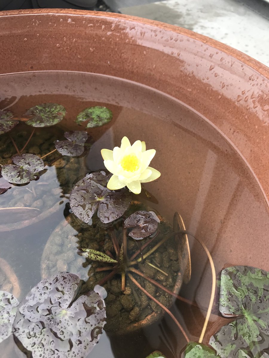 برچسب 温帯睡蓮 در توییتر