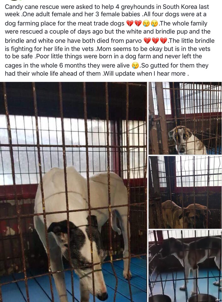 CandyCaneRescue's tweet photo. Candy Cane was asked to help a mummy #greyhound and her 3 pups in South Korea who were in a dog farm for the #meatrade 😥😥💔💔
The family were taken to the vets but unfortunately two of the pups have died from parvovirus 💔💔
Updates as we get them , video in the comments https://t.co/XbcTZpIN6Y