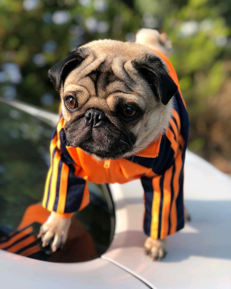 flipstendros's tweet photo. Looking debonair with M R.biggie 🎩 ... . . . #addidas #adidasoriginals #ootd #puglife #pugs #pugsofinstagram #pug #pugsandkisses #photos4ellen #buzzfeedanimals #ilovedogs #fashion #nyc #ilovefashion #addidaskids #addidasdog #mrbiggie https://t.co/Qgwjv95xx9 https://t.co/Knqn5D24jr