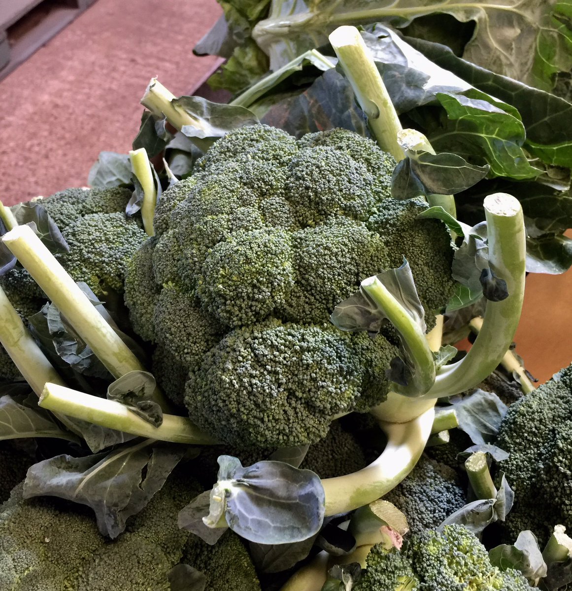DymockFarm's tweet photo. Don't often get over excited about Broccoli but look at these beauties.. #dymockfarm #freshproduce https://t.co/pzlFN19VPe
