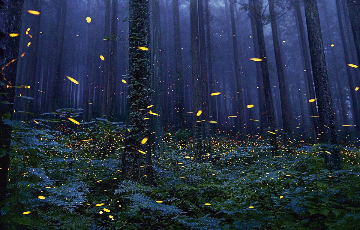 CanonRU's tweet image. Длительная выдержка – простой приём для творческих экспериментов. Нужна только оригинальная задумка и штатив или любая опора для камеры. Идеальный инструмент, чтобы поймать молнию или запечатлеть светлячков в тёмном лесу.

Автор снимка – Tim Flach.
Canon EOS 5DS
#CanonTips