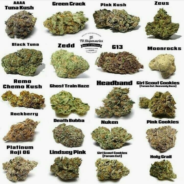 AndyBills10's tweet photo. medicinal in CBD and High in THC and Top shelf Marijuana for Patients
with illness like Cancer,pain,InsomniaAnxiet,Liver problem,-Epilepsy
and more, on Sale at negotiable and affordable prices. Cancer Cannabis
Oil (high in CBD and THC) on sale at excellent rate +1 304-900-3346. https://t.co/3uAZ6wFBpb