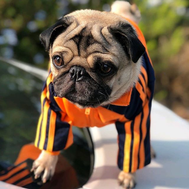 JoinThePugs's tweet photo. Looking debonair with @mr.biggie 🎩⠀
...⠀
.⠀
.⠀
.⠀
#addidas #adidasoriginals #ootd #puglife #pugs #pugsofinstagram #pug #pugsandkisses #photos4ellen #buzzfeedanimals #ilovedogs #fashion #nyc #ilovefashion #addidaskids #addidasdog #mrbiggie https://t.co/gtmn6JJLTy https://t.co/iBcvpoH3Sz