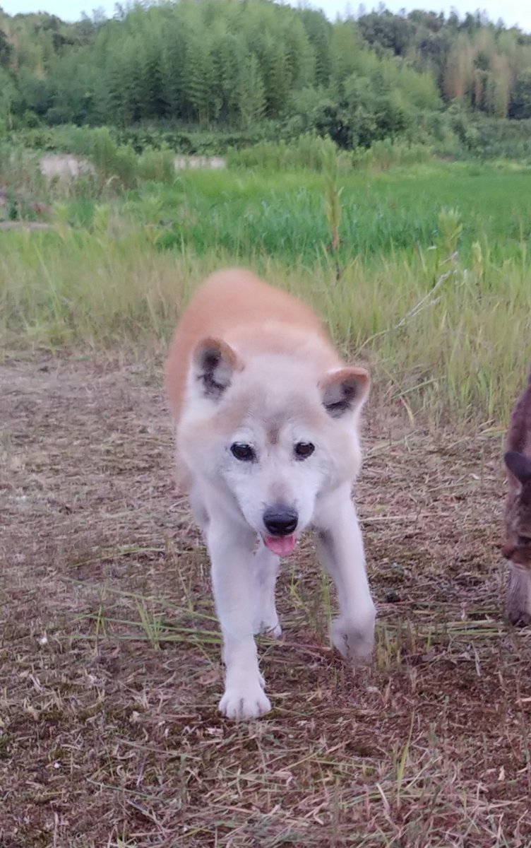 rina_OSWALD's tweet photo. 家で飼っていた犬が8月31日夜いたのを最後にいなくなってしまいました
愛知県東郷町
柴犬、オス、14歳(老犬)、赤い首輪
お腹の毛が抜けてしまっています！
名前は｢どん｣

見かけたら連絡、又は警察に届けて下さい！
探してます！よろしくお願いします！
#迷い犬 #犬 #迷子 #愛知県 #柴犬
#希望拡散 https://t.co/zoh2kyA1sn