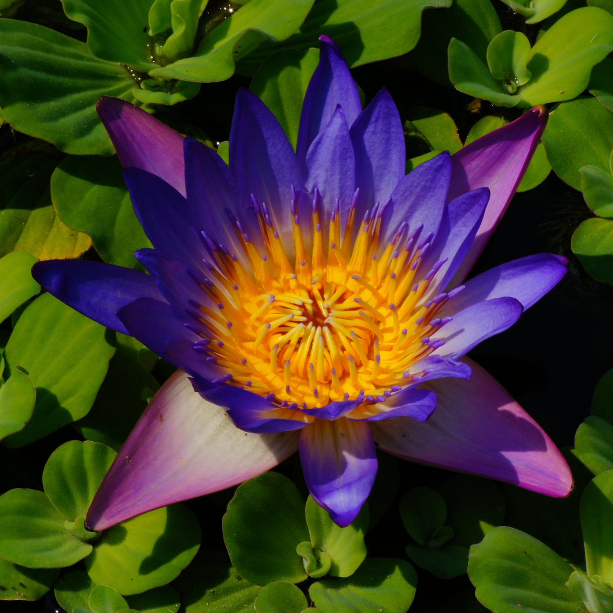 Diese wunderschöne Seerose fotografierte ich im Botanischen Garten in Erlangen. Viel Spaß beim betrachten.