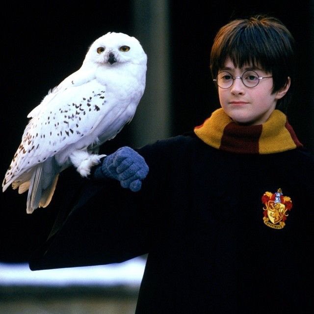 Hedwig tweet media