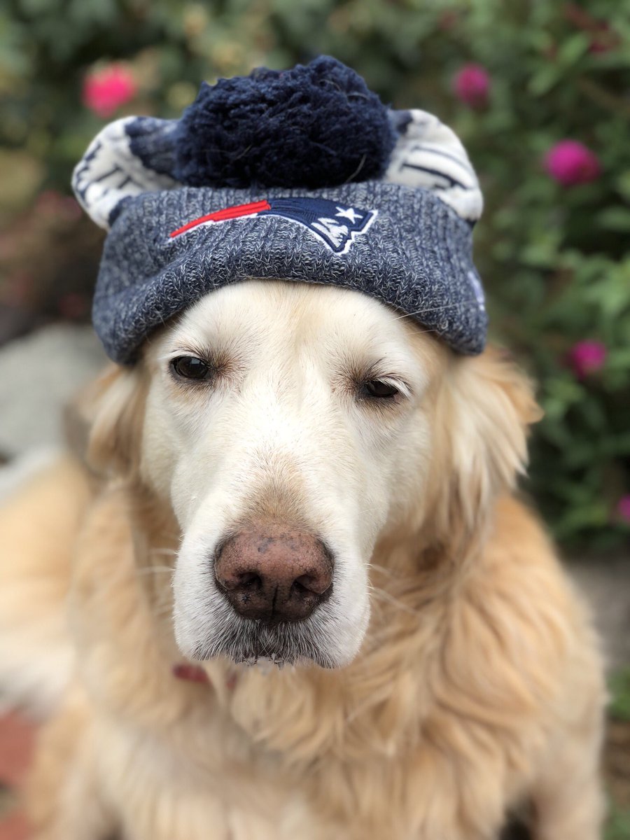 codyjakegolden's tweet photo. #petriot @Patriots #2018model #newhat #gameday #dogcelebration https://t.co/MnaoB62wYc