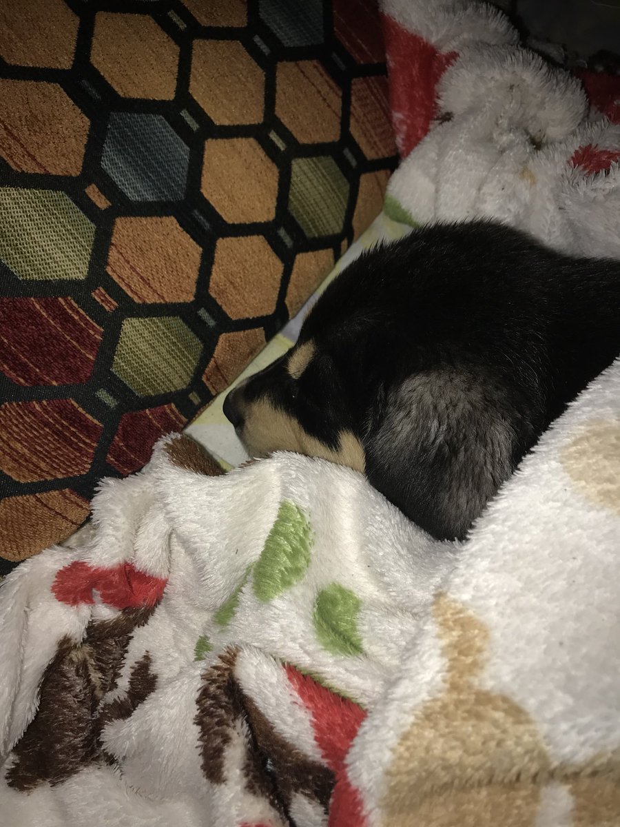 sky_Badd15's tweet photo. My beautiful little baby puppy 😍🐶 https://t.co/EsmmhkGbia