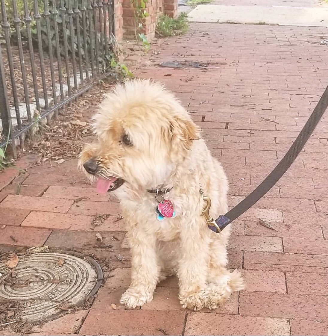 BarkBustersGA's tweet photo. Meet Bailey, was a jumper, leash puller & always 1st to & out the door after #Training Bailey is well on his way to being 1 of the best #pups in the city. #dogtrainingdc #dogtrainingMD #DCdogtraining #WashingtonDC #BethesdaMD #puppytraining #BarkDC #BarkBustersofWashingtonDC https://t.co/xXAz0pUJH8