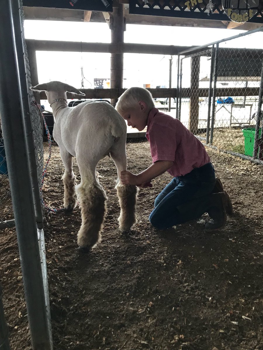 wifairest's tweet photo. Hard work never goes unnoticed. 🐑 #Agvocate #FairSeason https://t.co/BpPIpOT0nZ