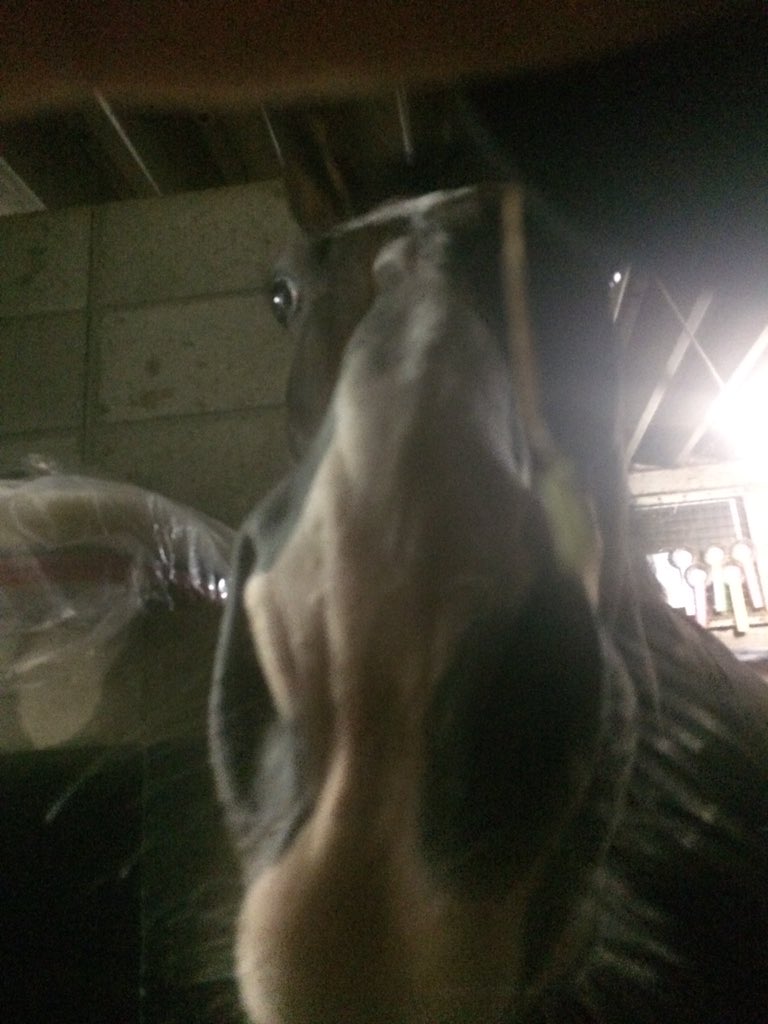 Jumpingstar_'s tweet photo. たいかいぐみ かえってきた！
みんな おかえりー https://t.co/8n1PQcfYj9
