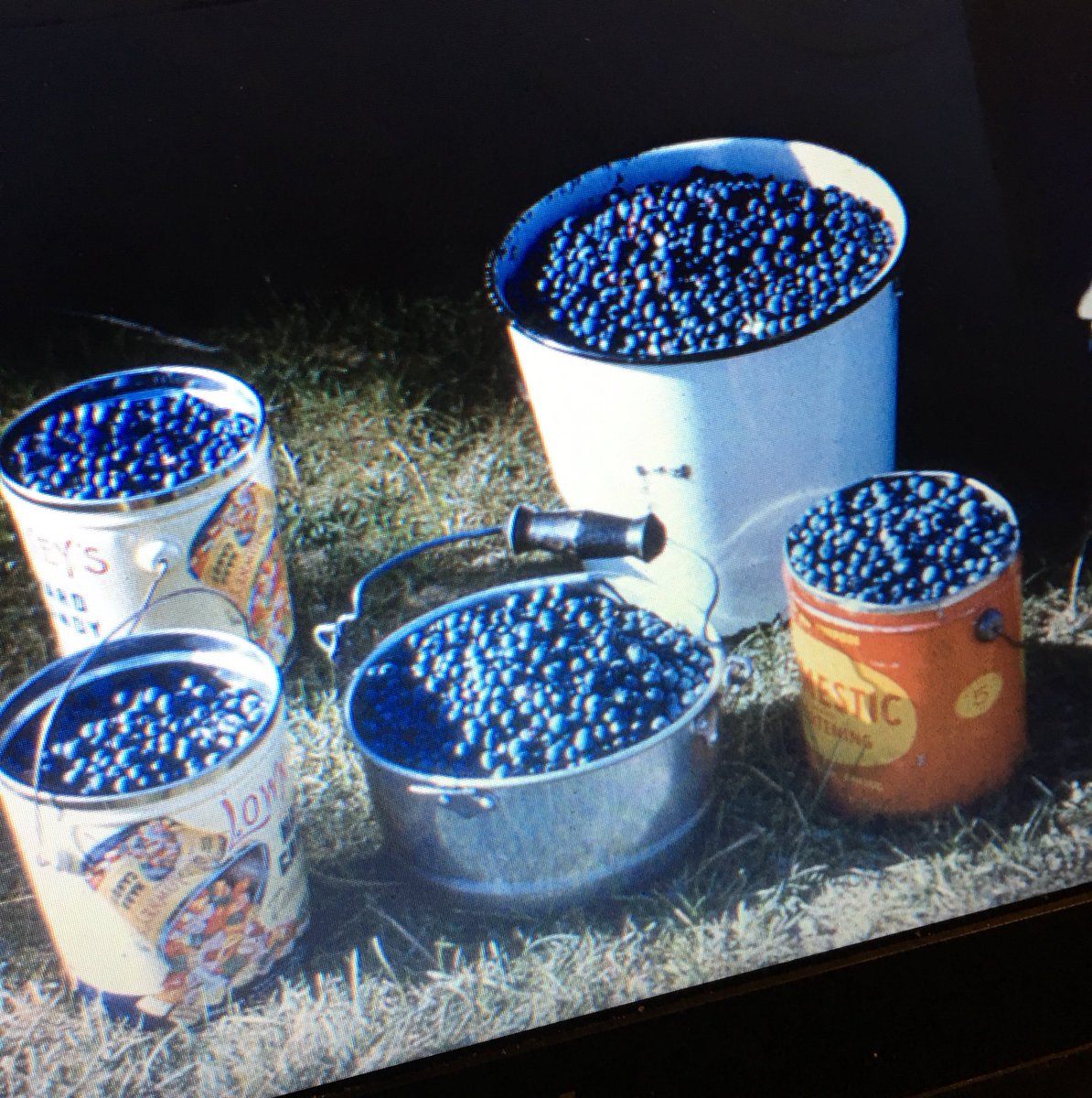 Same delicious, sweet NL blueberries in bucket styles of a diff era! 

Thanks to our guest, Laurie, from the USA, who s family was stationed in St John s in 1963  

#NavyFamily
#StJohnsBased
#AmateurPhotographerFather