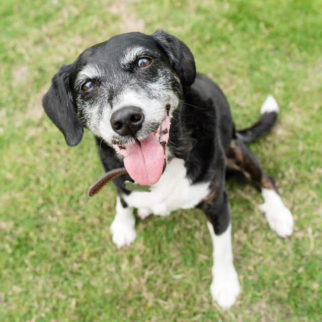 Old Dog of the Week is our lovely Sassy! Its time our smilie girl find a home to call her own - oldies.org.uk/2018/smiley-gi… #weymouth #dorset @CardiffDogs