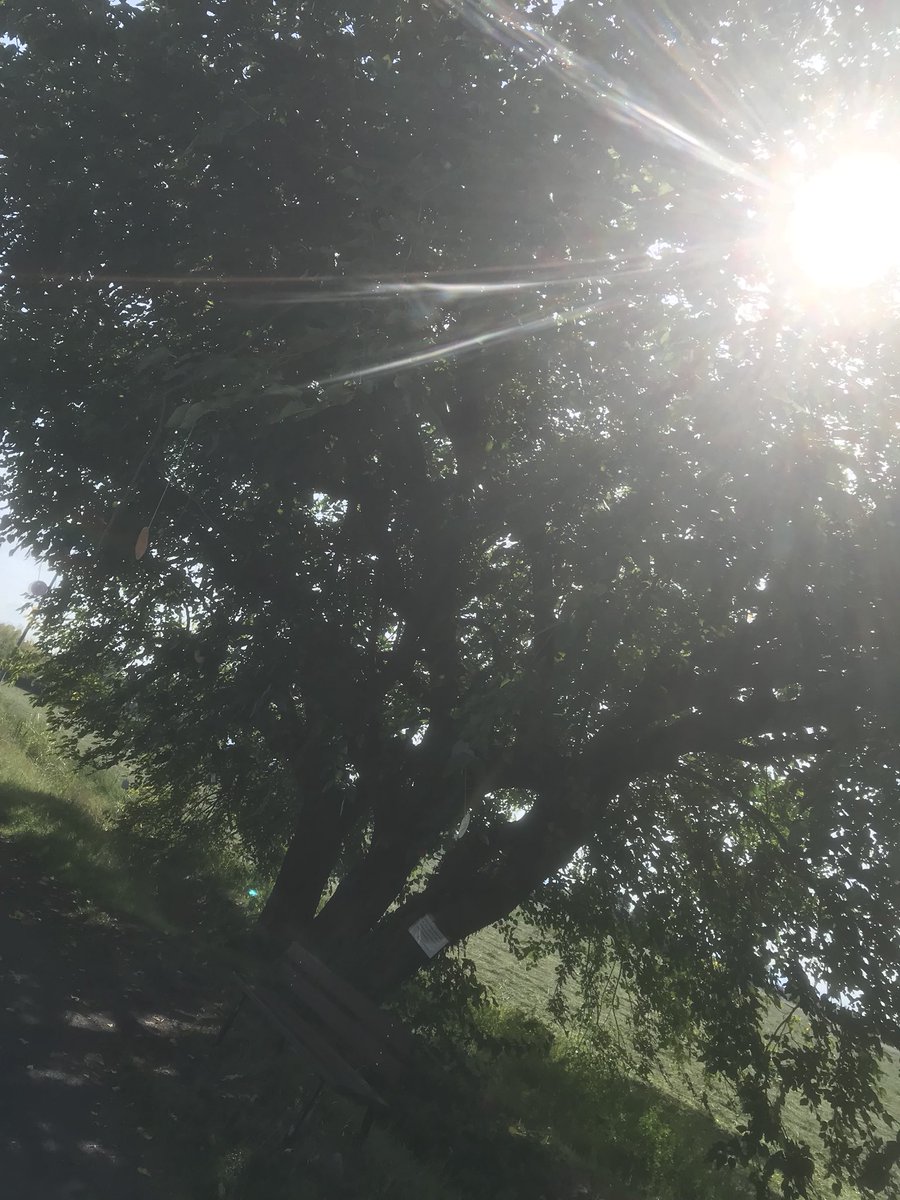 FedericZambelli's tweet photo. È inaccettabile che un gelso secolare, sull’estense a Modena, debba far posto ad una rotatoria!

L’ambiente dev’essere tutelato, il cemento non è la soluzione ne la risposta!

Aiutatemi a condividere questo messaggio🙏🏻

@gazzettamodena @cittadimodena https://t.co/ncHybIaxhF