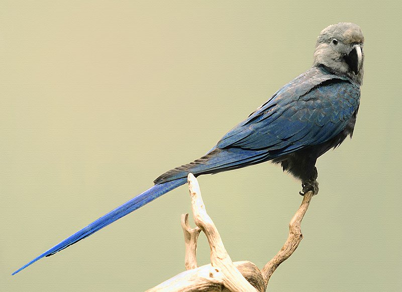 WTKR News 3 on Twitter: "Blue bird from movie now extinct in the wild https://t.co/Msbv9xuusg https://t.co/PdCTei9v5N" / Twitter