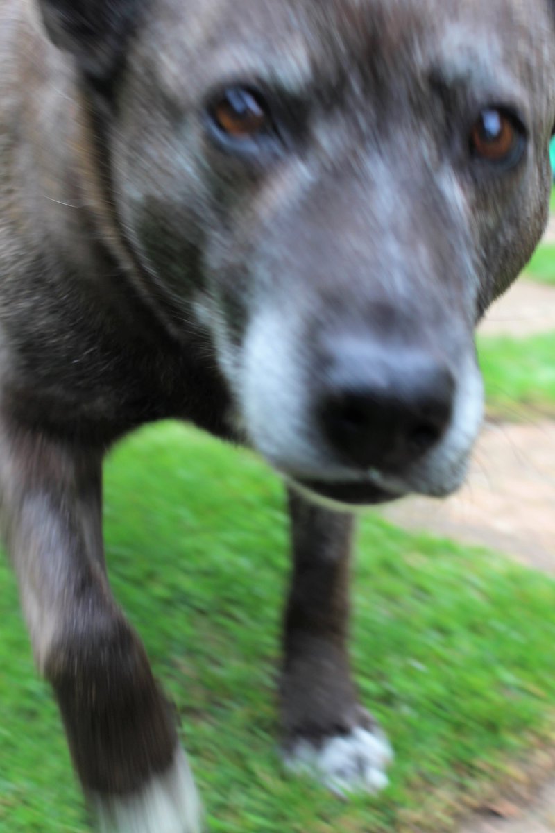 DoodlepipAd's tweet photo. New 4 Paws Diary Episode -   4 Paws Diary –  
Ep 21  
Still Here - The Sequel
https://t.co/6wWltddTqf
 #dogsoftwitter #dogsarelove https://t.co/hIHBfPqymE