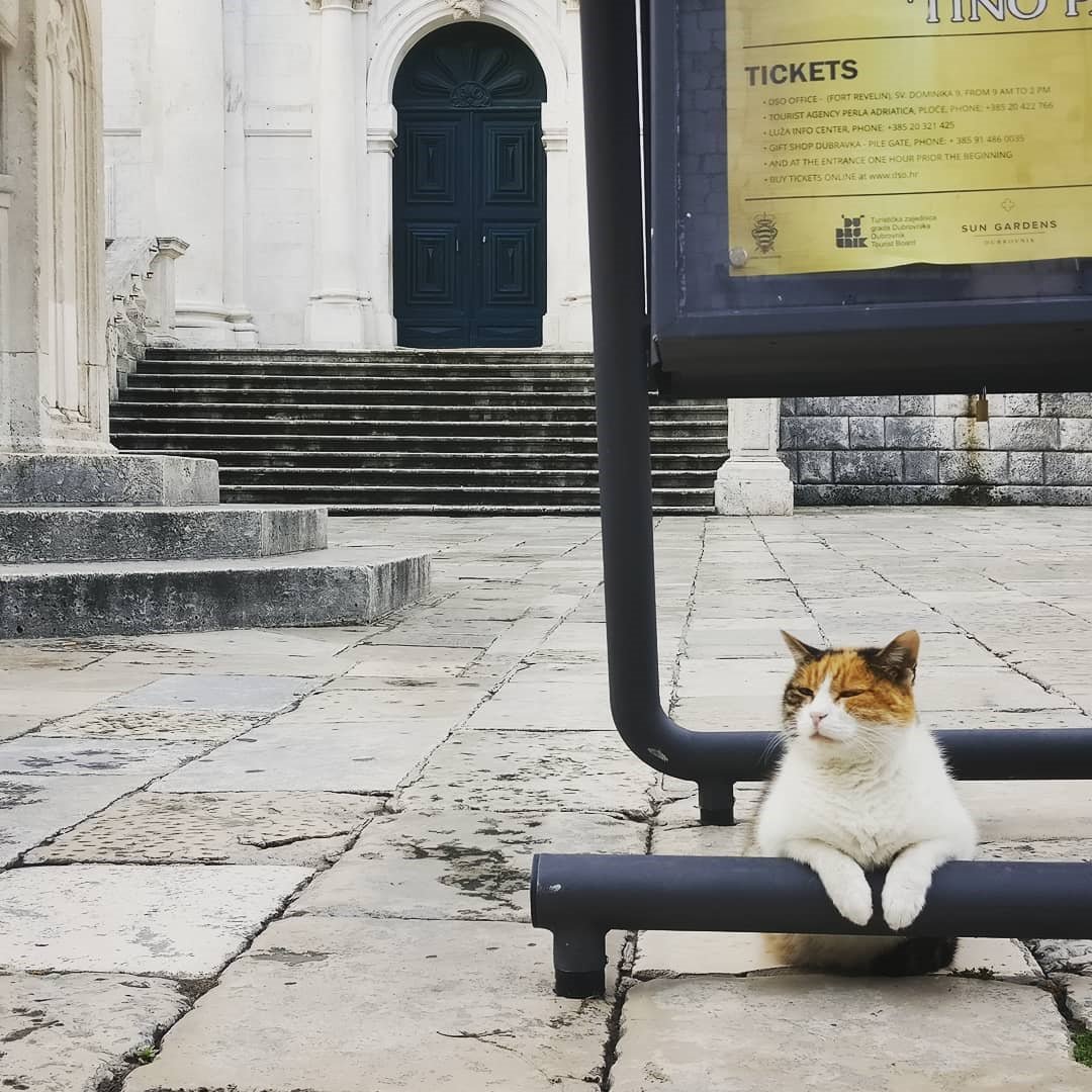 The Dubrovnik Times tweet media